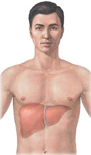 Cirrosi epatica e tumore al fegato: fattori di rischio