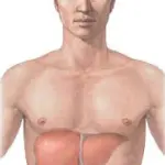 Cirrosi epatica e tumore al fegato: fattori di rischio