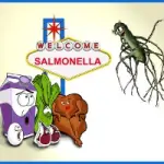 Sintomi salmonella, contagio, terapia di cura