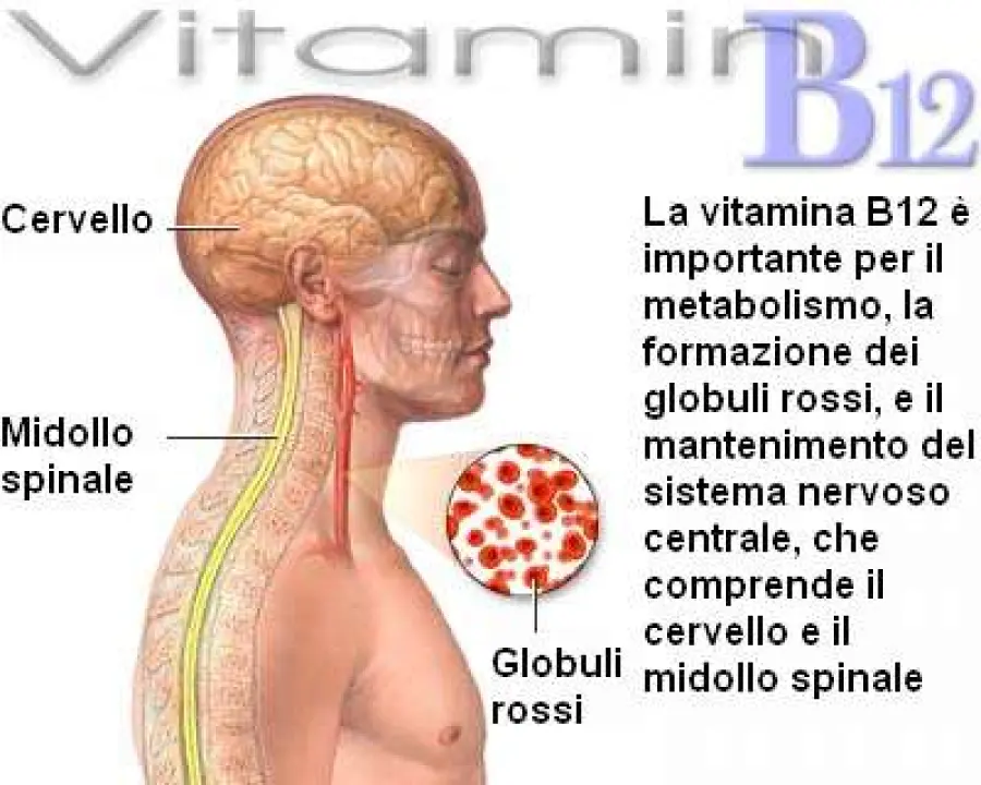 Vitamina B12: vegani, vegetariani, in gravidanza