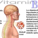 Vitamina B12: vegani, vegetariani, in gravidanza