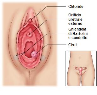 Infezioni vaginali: cause bartolinite, sintomi, terapia di cura