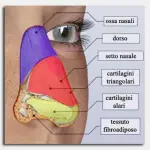 Naso rifatto: quando la punta del naso scende dopo la rinoplastica