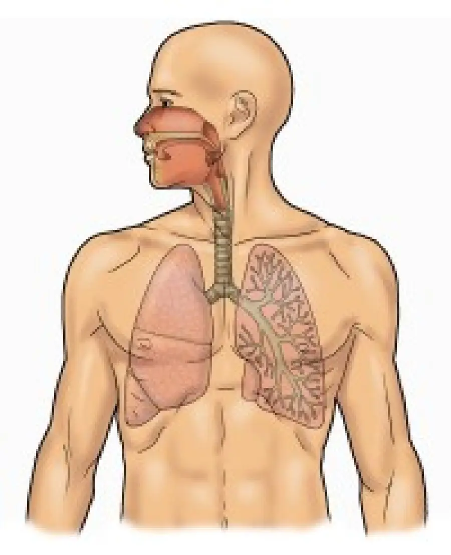 Inquinamento ambientale, fumo di sigaretta e malattie respiratorie: Bpco, Asma bronchiale