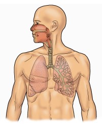Inquinamento ambientale, fumo di sigaretta e malattie respiratorie: Bpco, Asma bronchiale