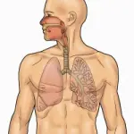 Inquinamento ambientale, fumo di sigaretta e malattie respiratorie: Bpco, Asma bronchiale