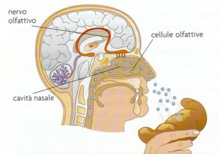 Cause olfatto ridotto: polipi nasali, deviazione del setto nasale, danni alle cellule
