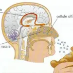 Cause olfatto ridotto: polipi nasali, deviazione del setto nasale, danni alle cellule