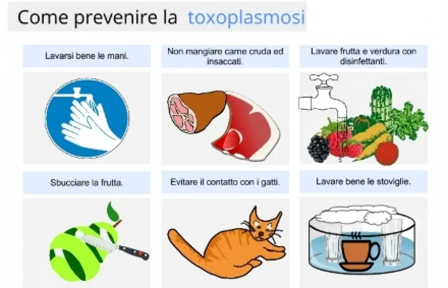Toxoplasmosi: contagio e sintomi. In gravidanza la toxoplasmosi può essere trasmessa al feto