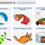 Toxoplasmosi: contagio e sintomi. In gravidanza la toxoplasmosi può essere trasmessa al feto