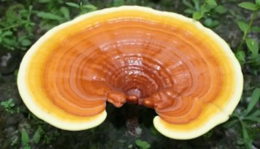 Ganoderma per aumentare le difese immunitarie: integratore alimentare naturale in capsule