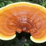 Ganoderma per aumentare le difese immunitarie: integratore alimentare naturale in capsule