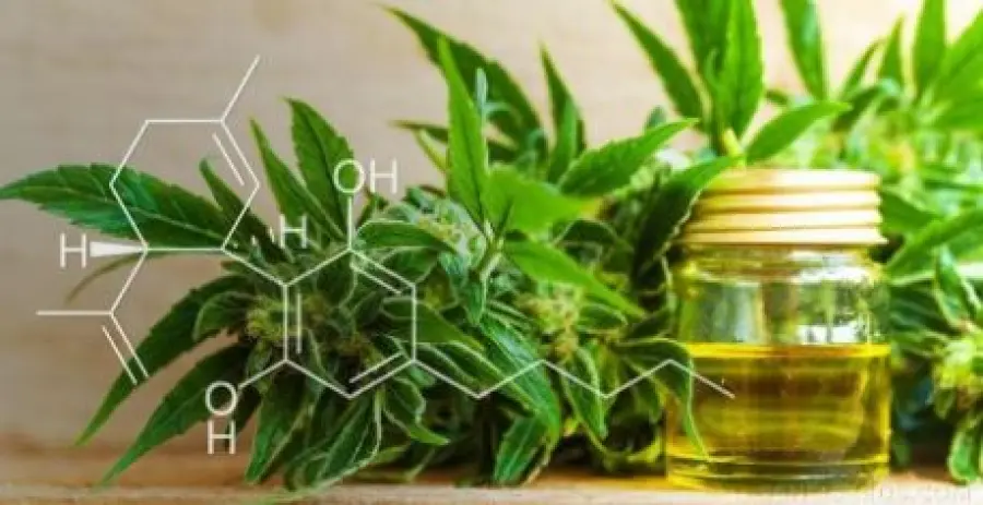 CBD cos'è e perchè fa bene? Perché non bisogna confonderlo con l'olio di canapa o con la marijuana?