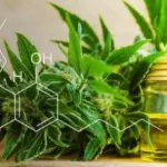 CBD cos'è e perchè fa bene? Perché non bisogna confonderlo con l'olio di canapa o con la marijuana?