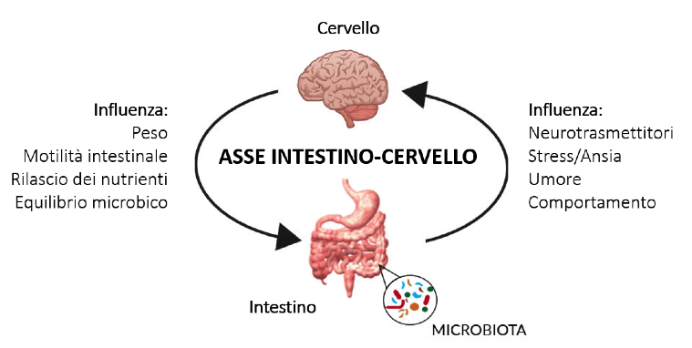 Cervello, intestino, microbiota intestinale e obesità