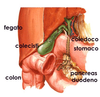 Cause calcoli biliari (colecisti o cistifellea). Sintomi, diagnosi e cura calcoli biliari fegato