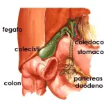 Cause calcoli biliari (colecisti o cistifellea). Sintomi, diagnosi e cura calcoli biliari fegato