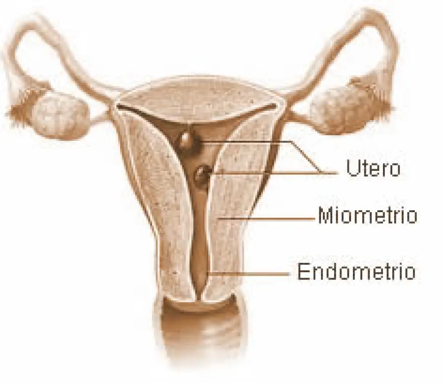 Polipi uterini: diagnosi e cura polipi dell' utero. L' intervento chirurgico