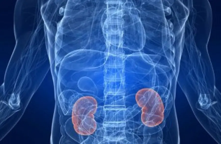 Cura tumore del rene: si può vivere bene anche con un rene solo