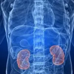 Cura tumore del rene: si può vivere bene anche con un rene solo